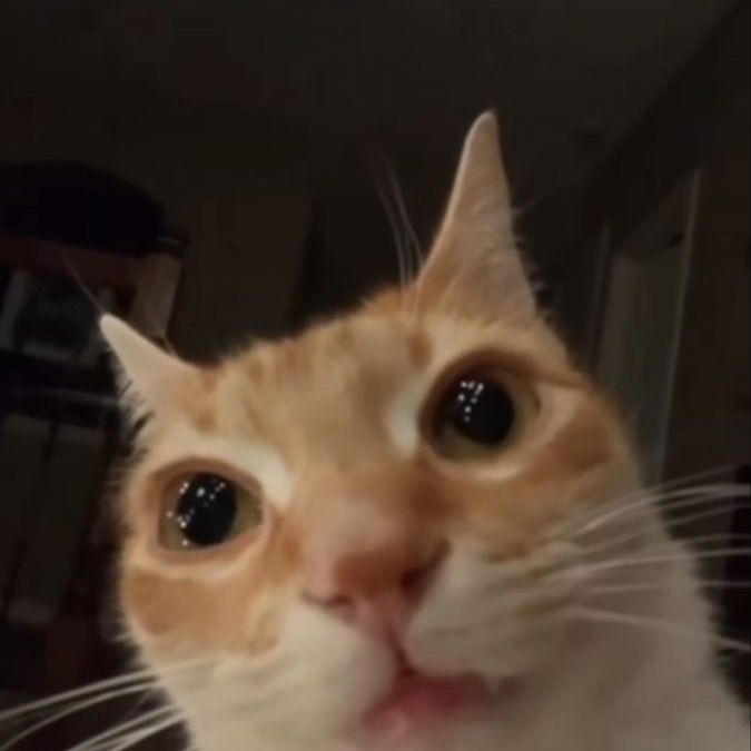 buy  account *******s_kitten