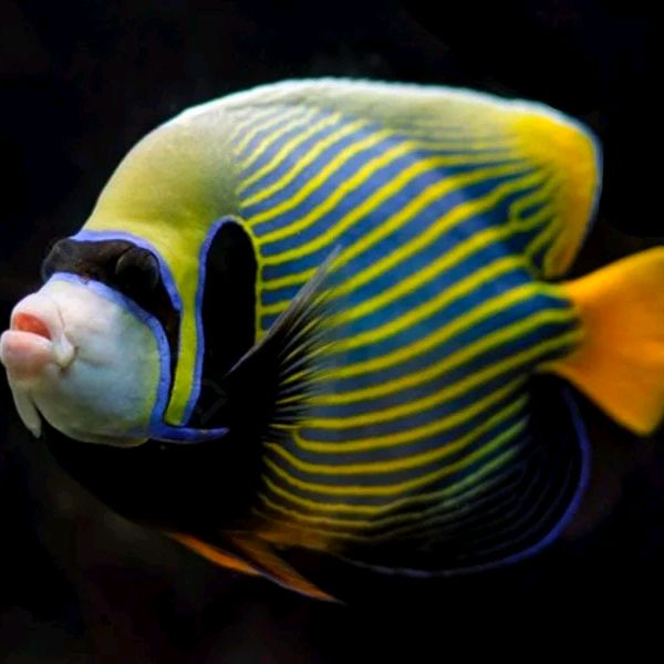 buy account *****aura33 buy account *****aura33