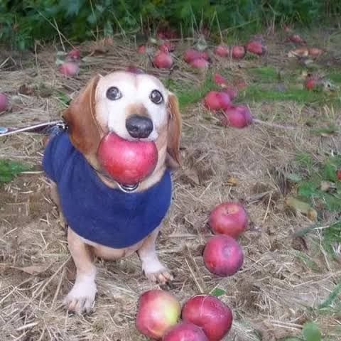 buy  account *****_Doggo
