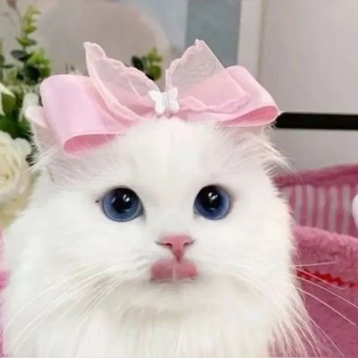 buy twitter account