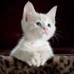 buy theme page