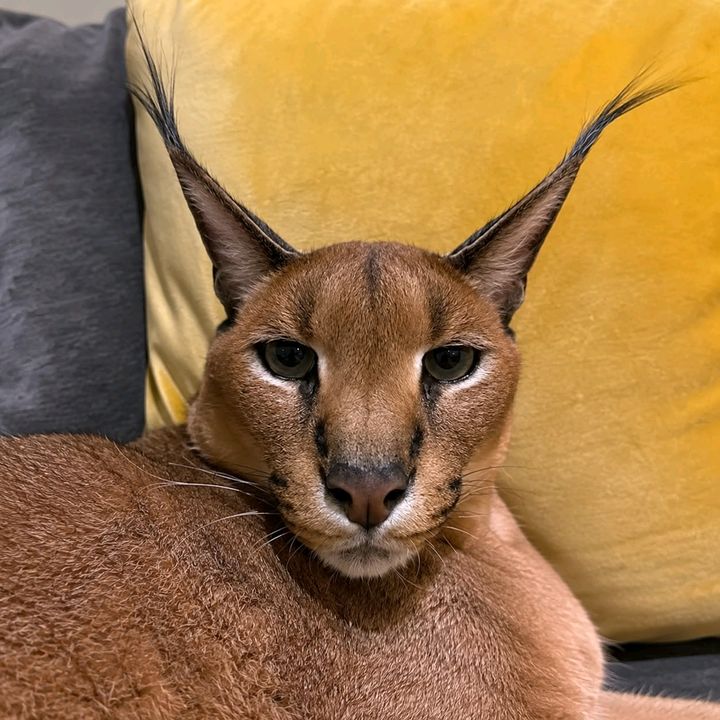 buy  account *****ssycat