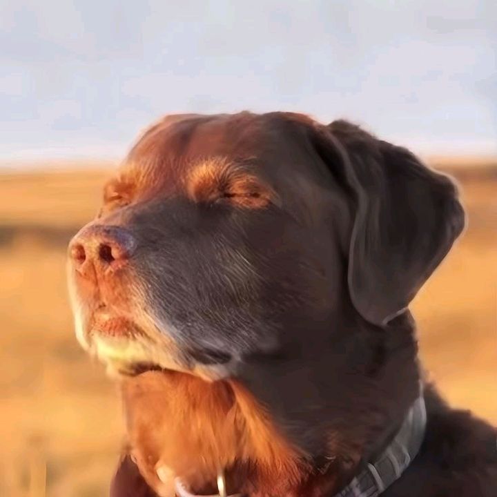 buy tiktok account