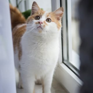 buy  account *****mocats